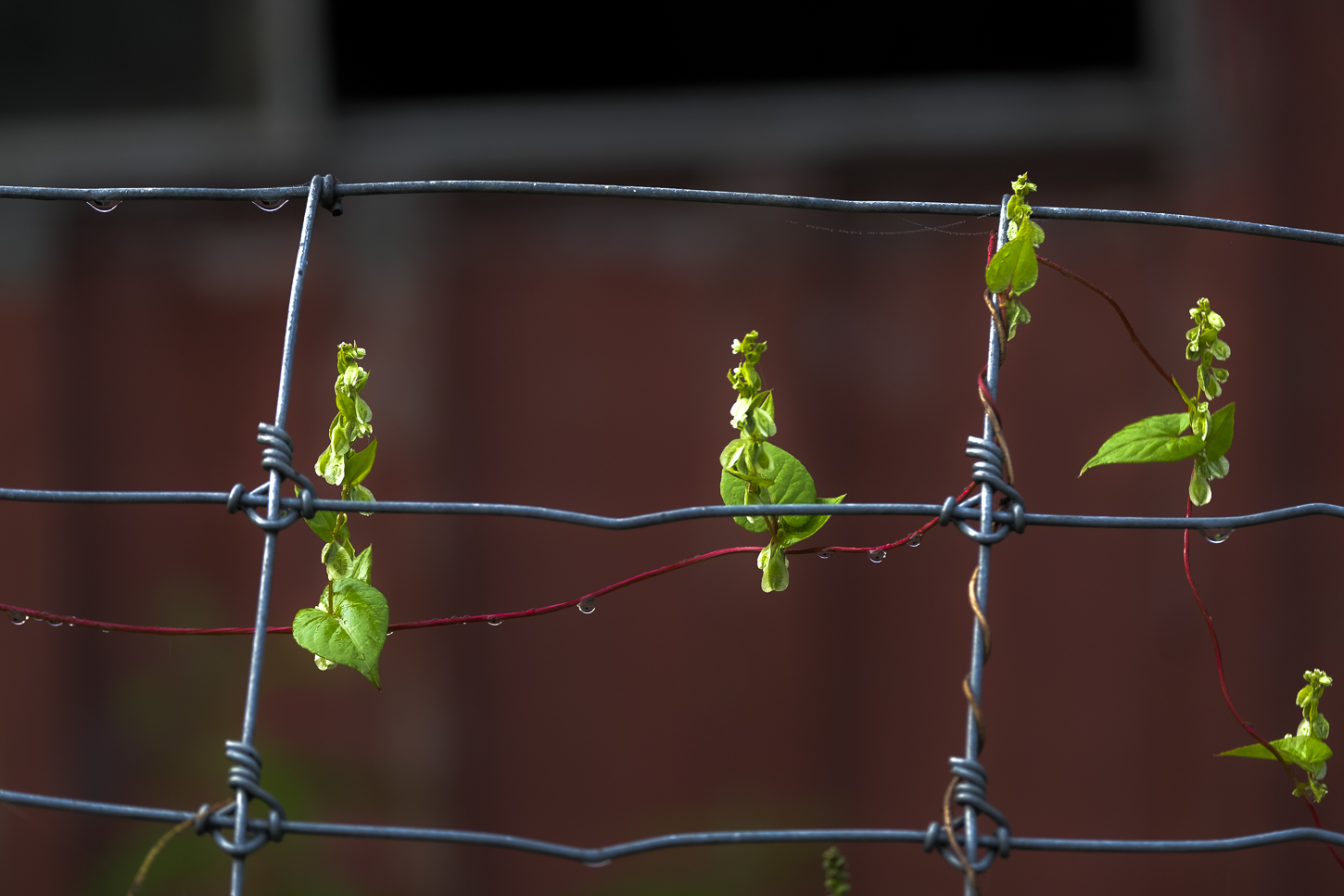 Hautboy Hill Farm. August 26,  2024