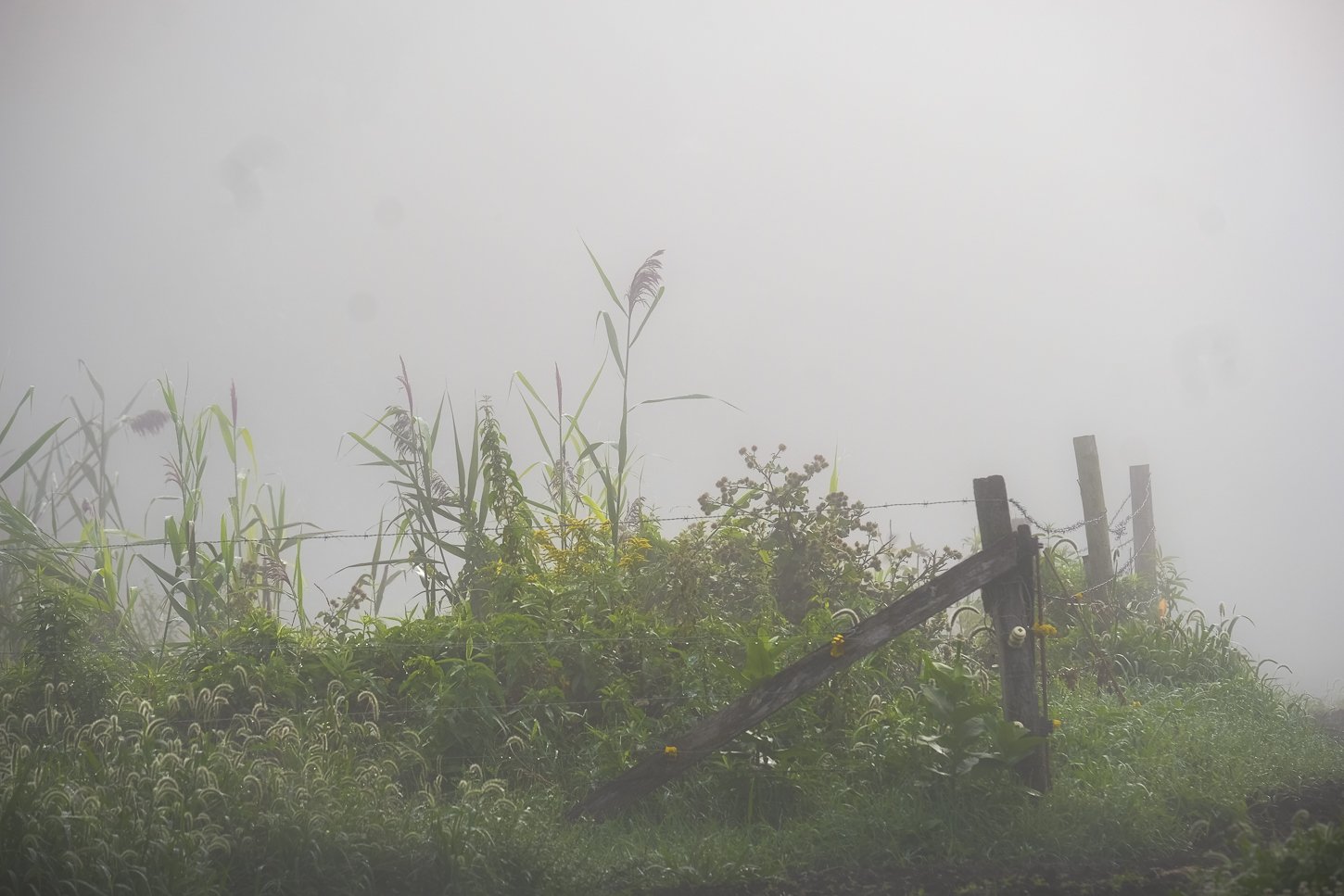 Hautboy Hill Farm. August 26,  2024