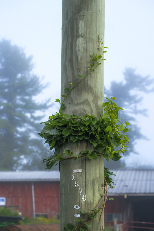 Hautboy Hill Farm. August 26,  2024