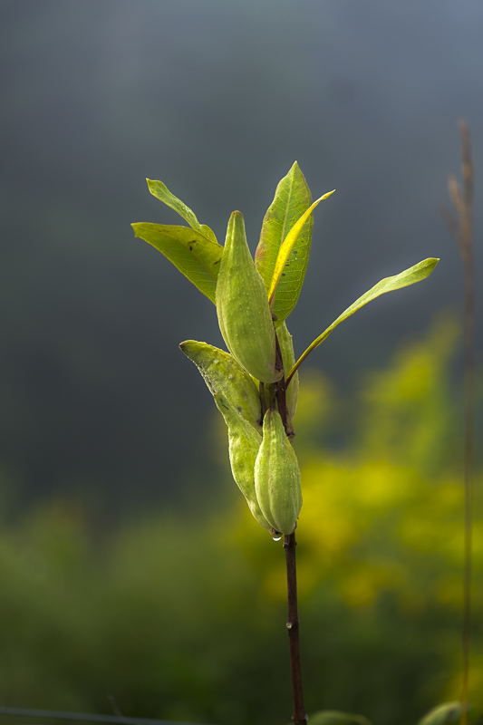 Hautboy Hill Farm. August 26,  2024