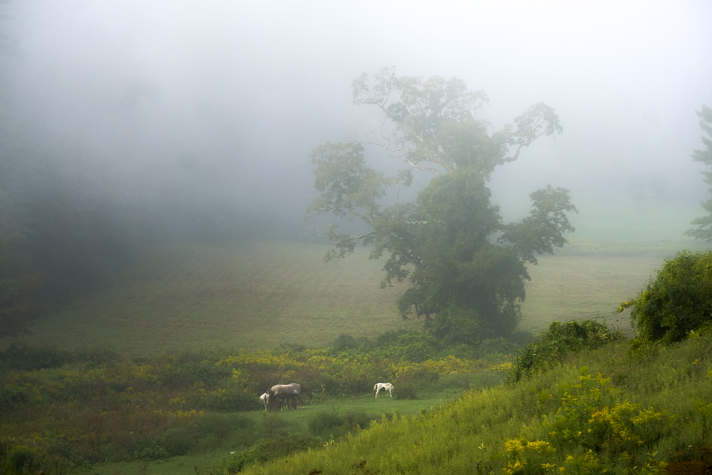 Hautboy Hill Farm. August 26,  2024