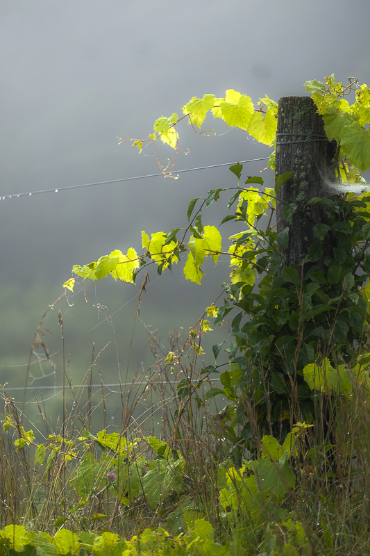 Hautboy Hill Farm. August 26,  2024