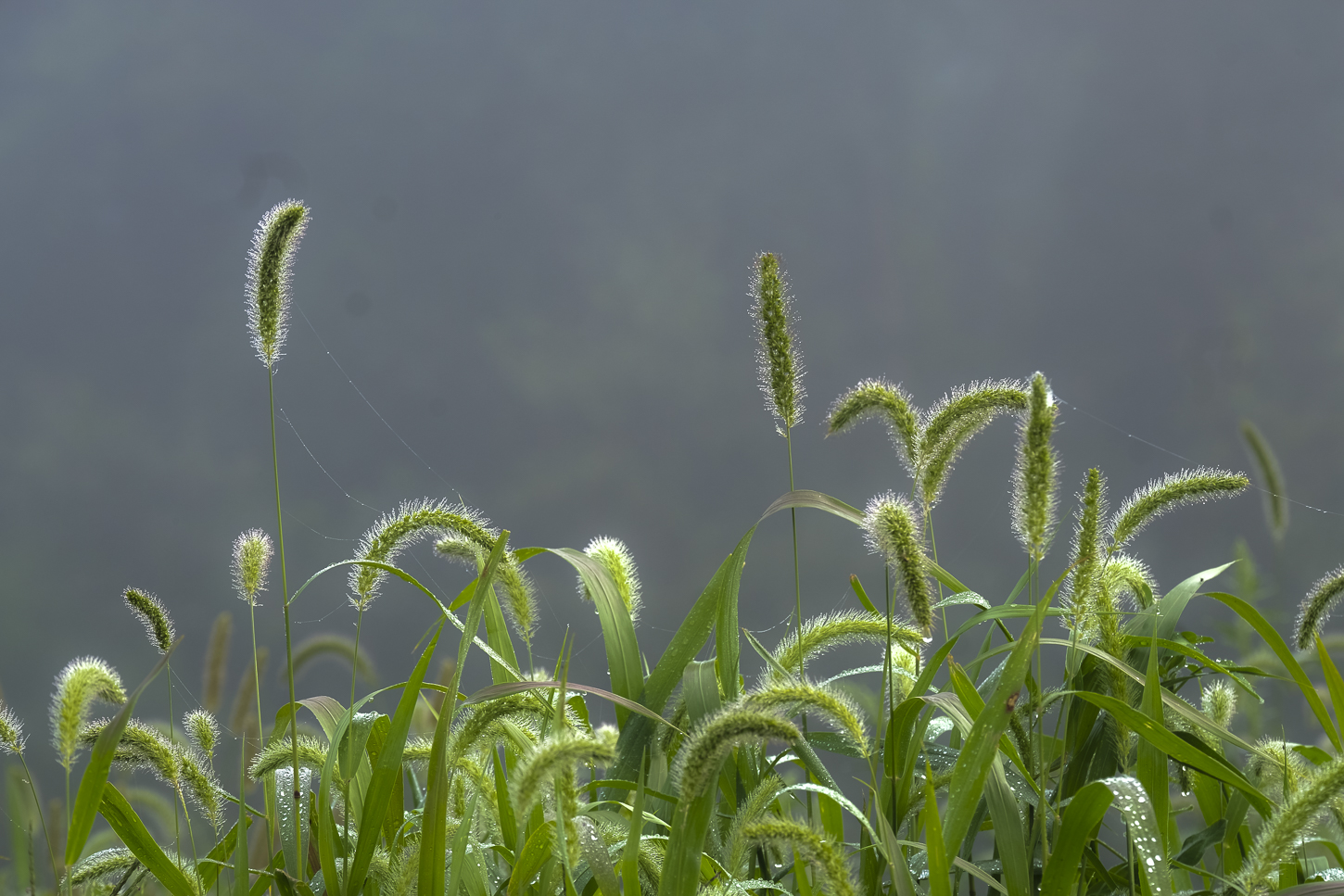 Hautboy Hill Farm. August 26,  2024