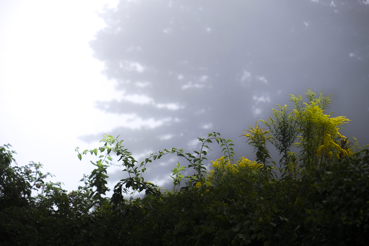 Hautboy Hill Farm. August 26,  2024