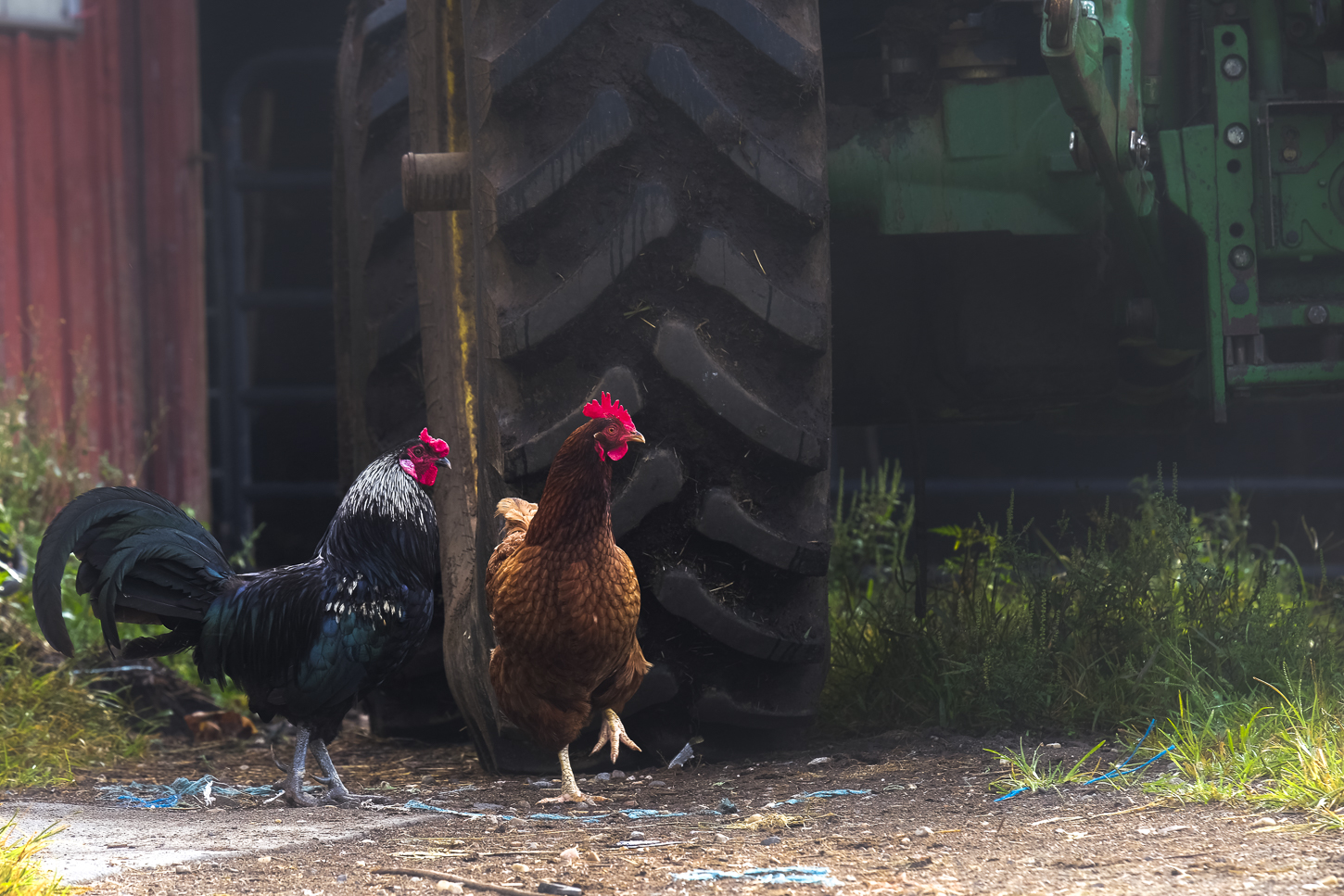 Hautboy Hill Farm. August 26,  2024