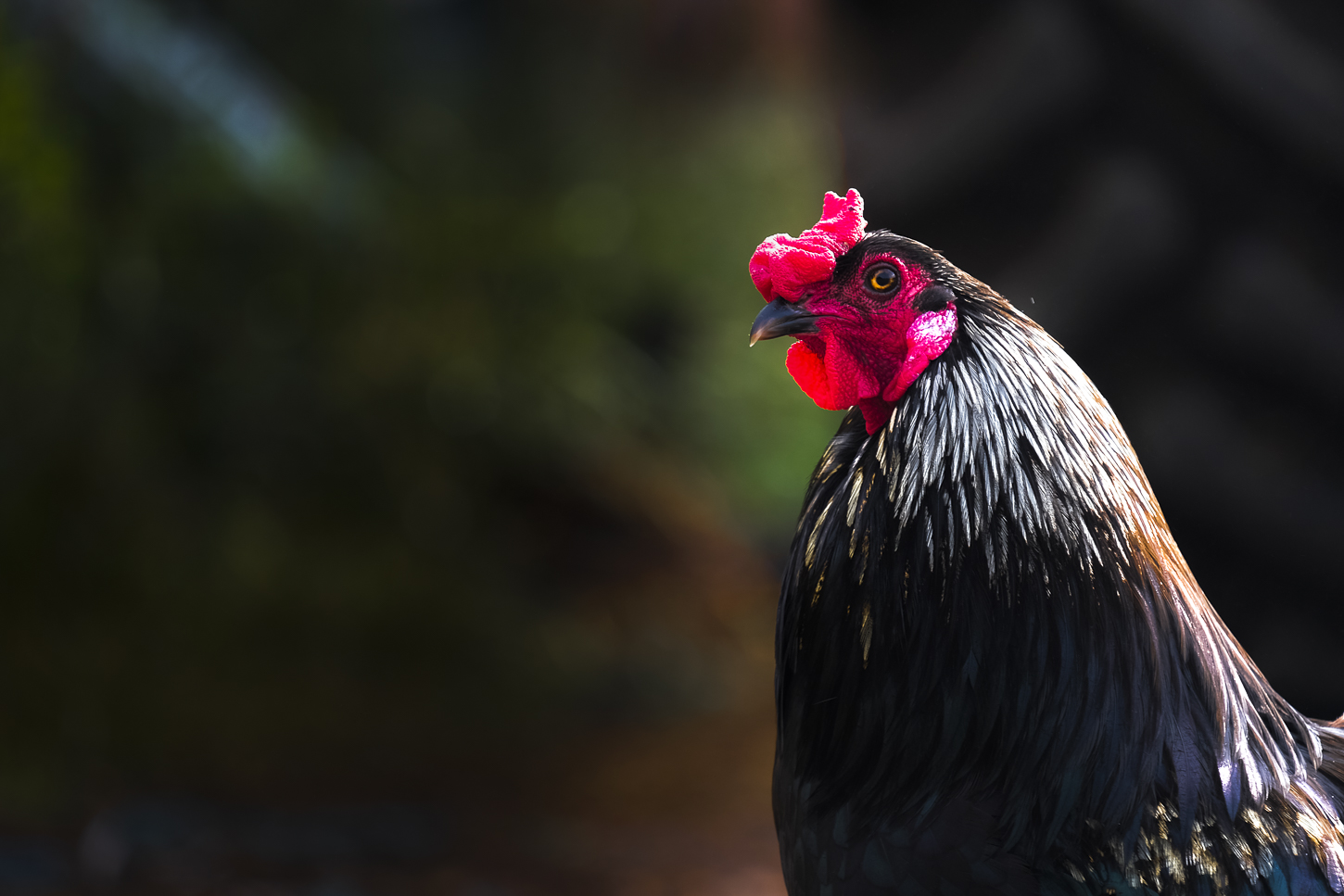 Hautboy Hill Farm. August 26,  2024