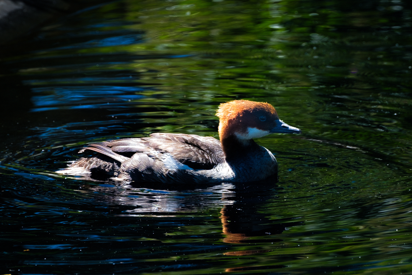 Ripley Waterfowl Conservancy. June 28,  2024