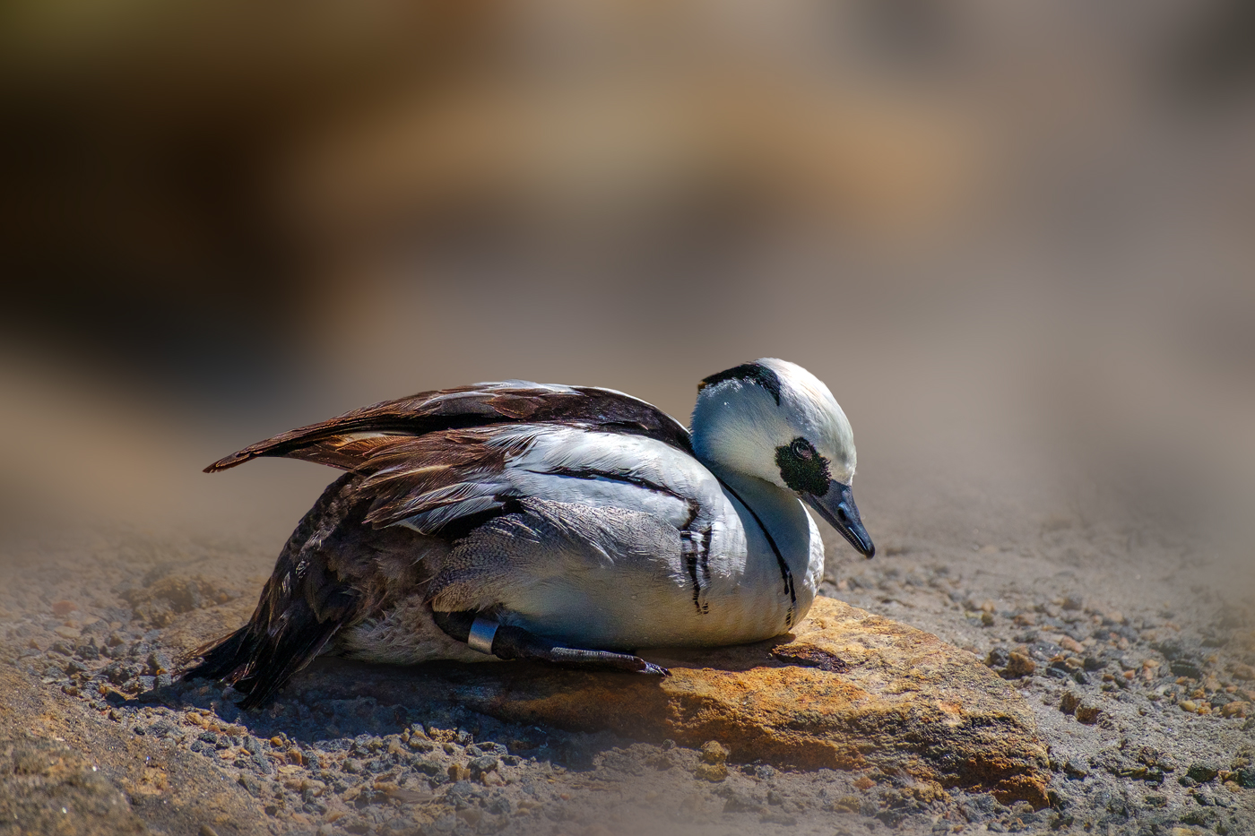 Ripley Waterfowl Conservancy. June 28,  2024
