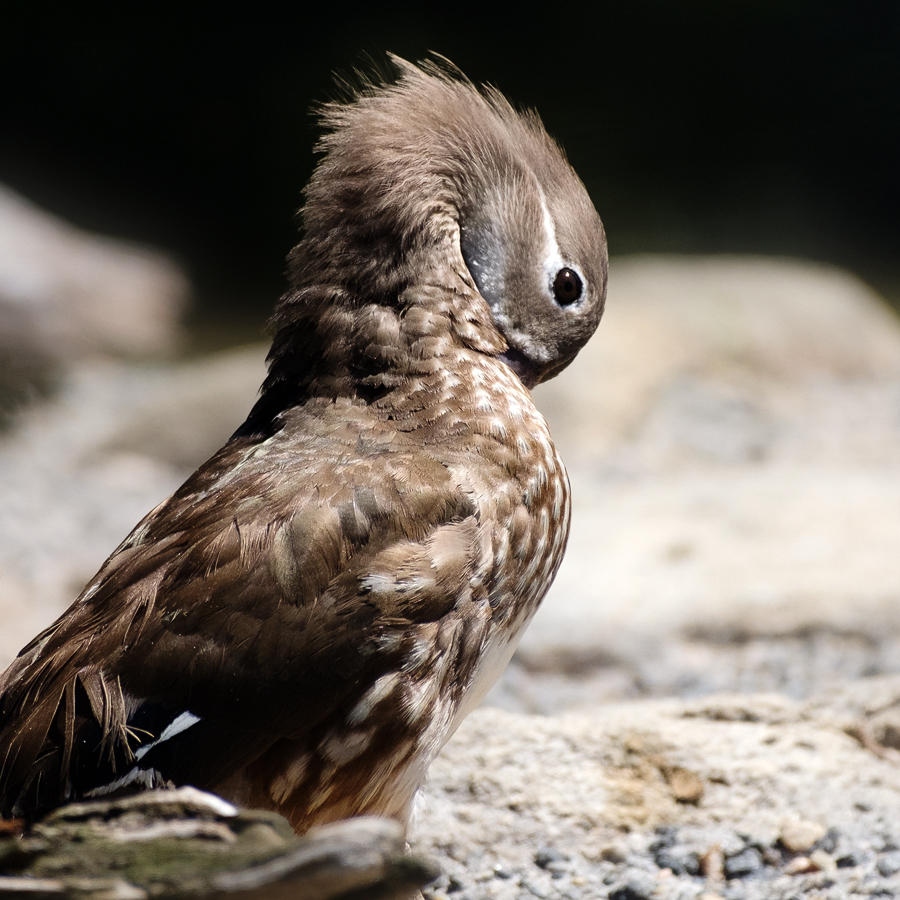 Ripley Waterfowl Conservancy. June 28,  2024