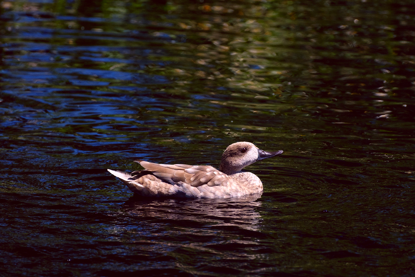 Ripley Waterfowl Conservancy. June 28,  2024