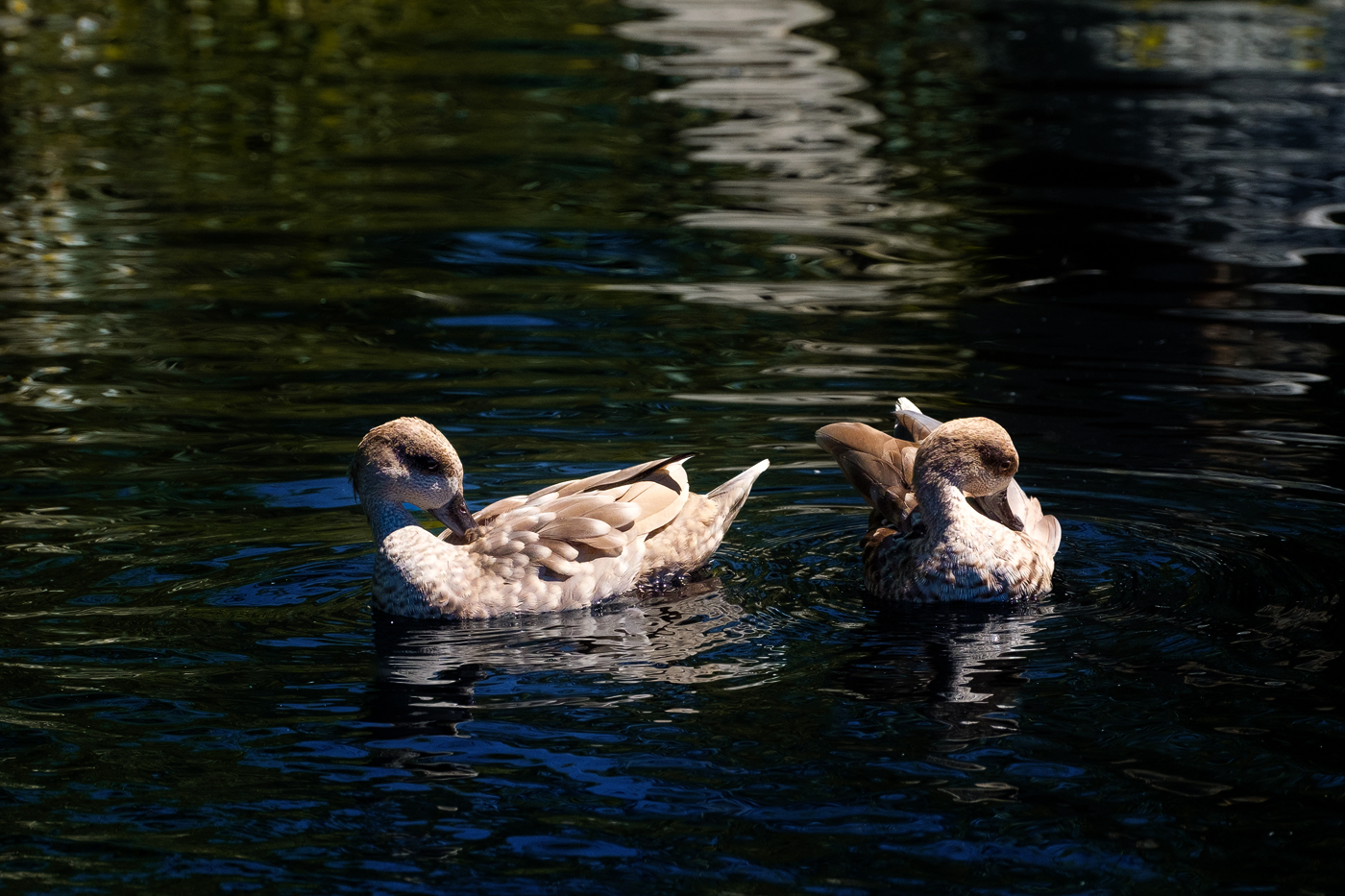 Ripley Waterfowl Conservancy. June 28,  2024