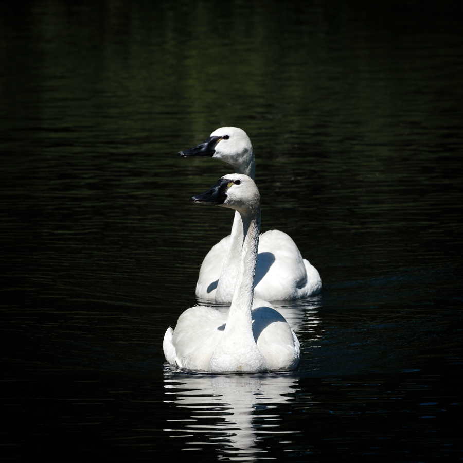 Ripley Waterfowl Conservancy. June 28,  2024
