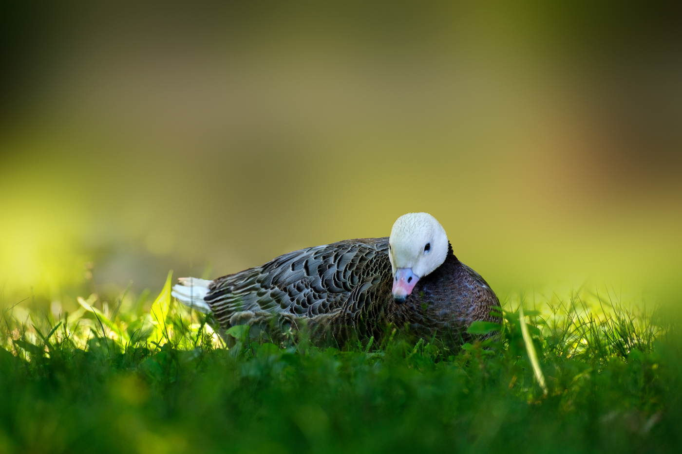 Ripley Waterfowl Conservancy. June 28,  2024