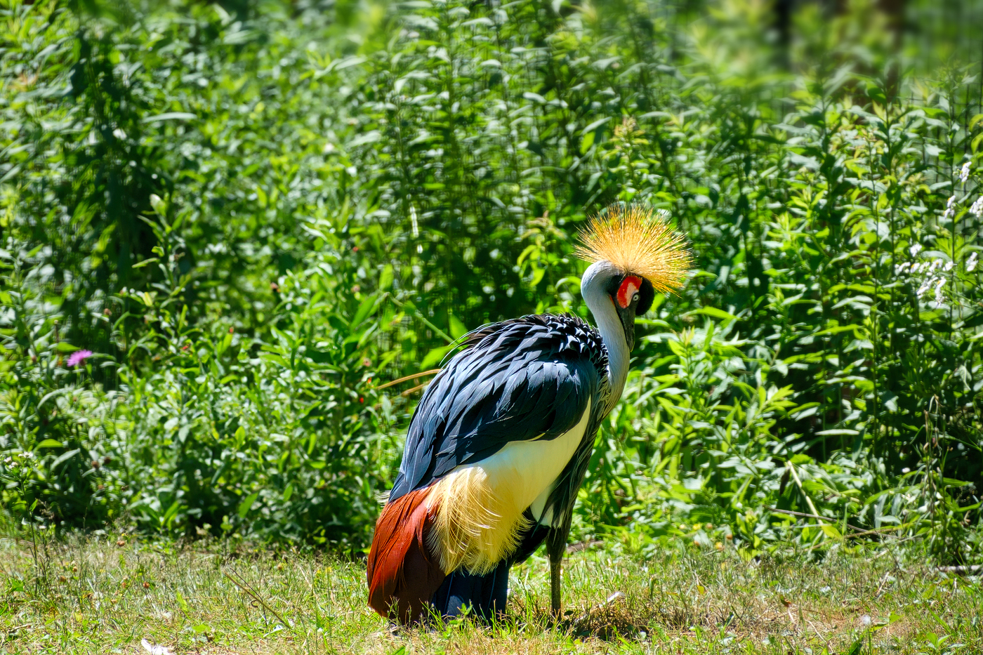 Ripley Waterfowl Conservancy. June 28,  2024