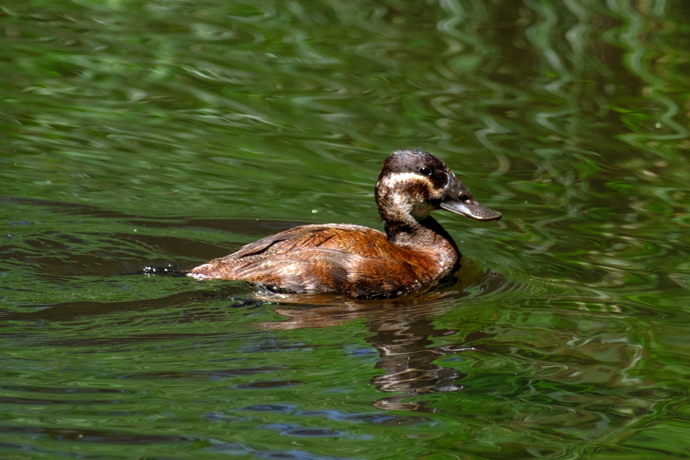 Ripley Waterfowl Conservancy. June 28,  2024