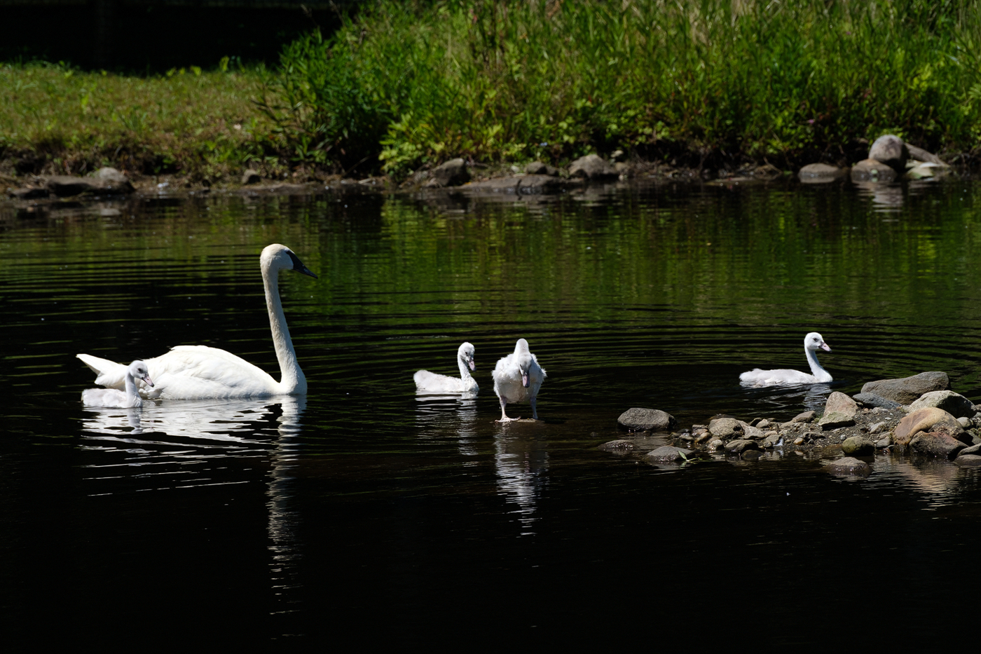 Ripley Waterfowl Conservancy. June 28,  2024