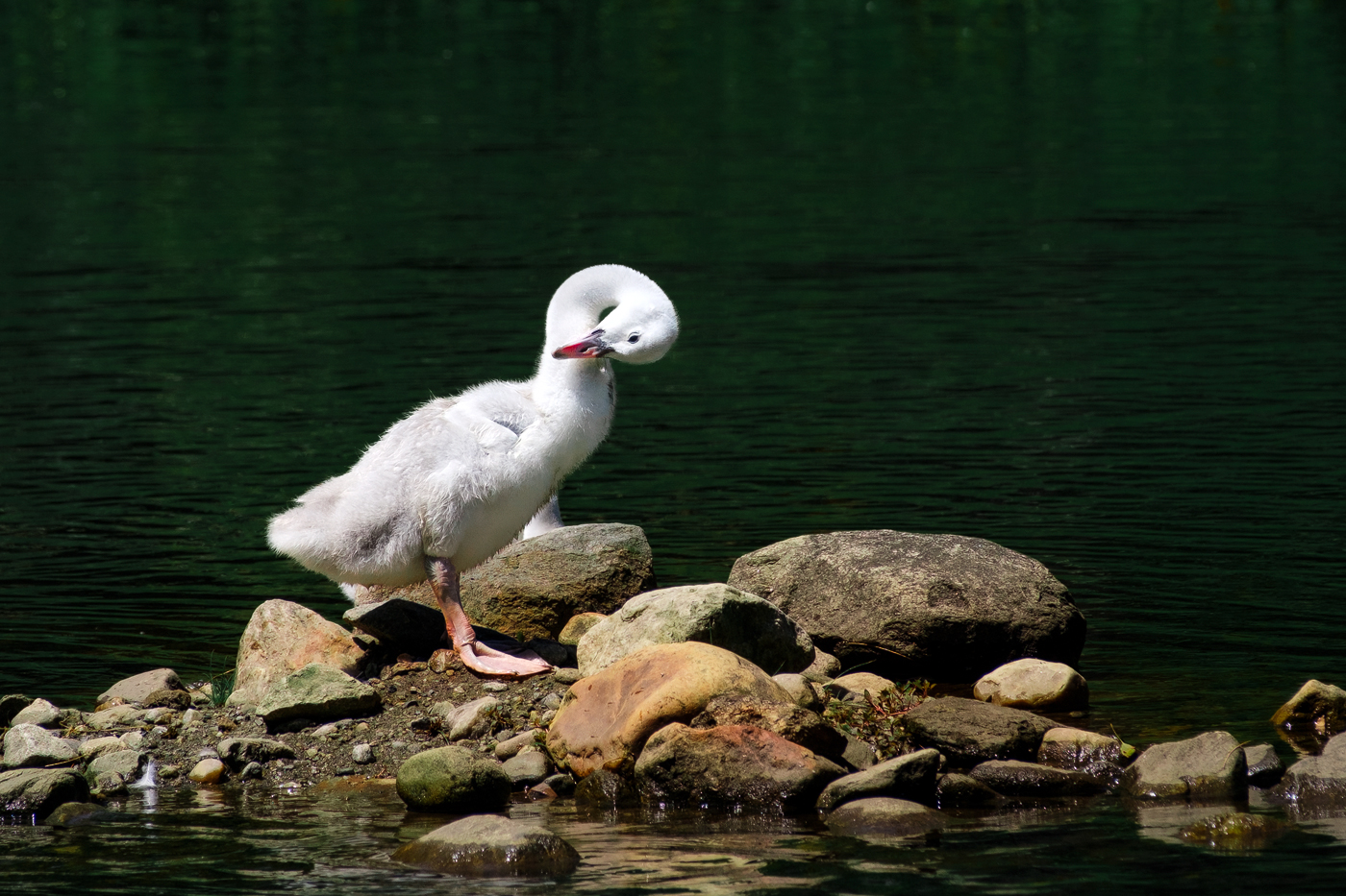 Ripley Waterfowl Conservancy. June 28,  2024