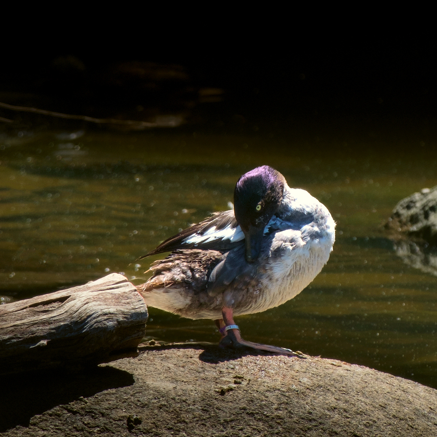 Ripley Waterfowl Conservancy. June 28,  2024