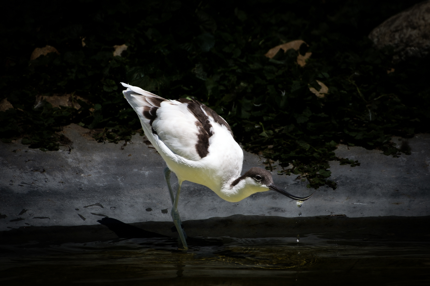 Ripley Waterfowl Conservancy. June 28,  2024