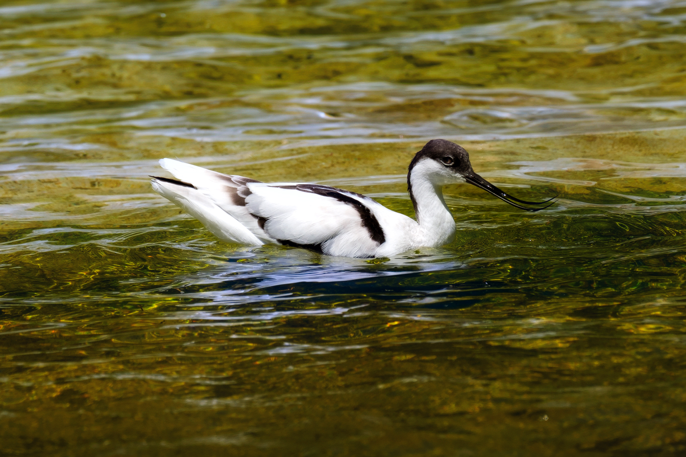 Ripley Waterfowl Conservancy. June 28,  2024