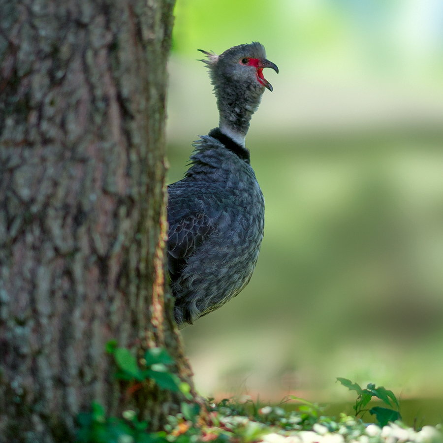 Ripley Waterfowl Conservancy. June 28,  2024