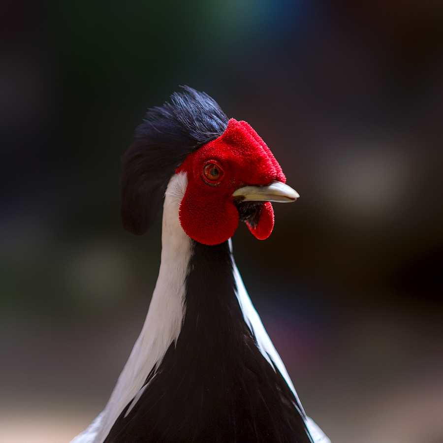 Ripley Waterfowl Conservancy. June 28,  2024