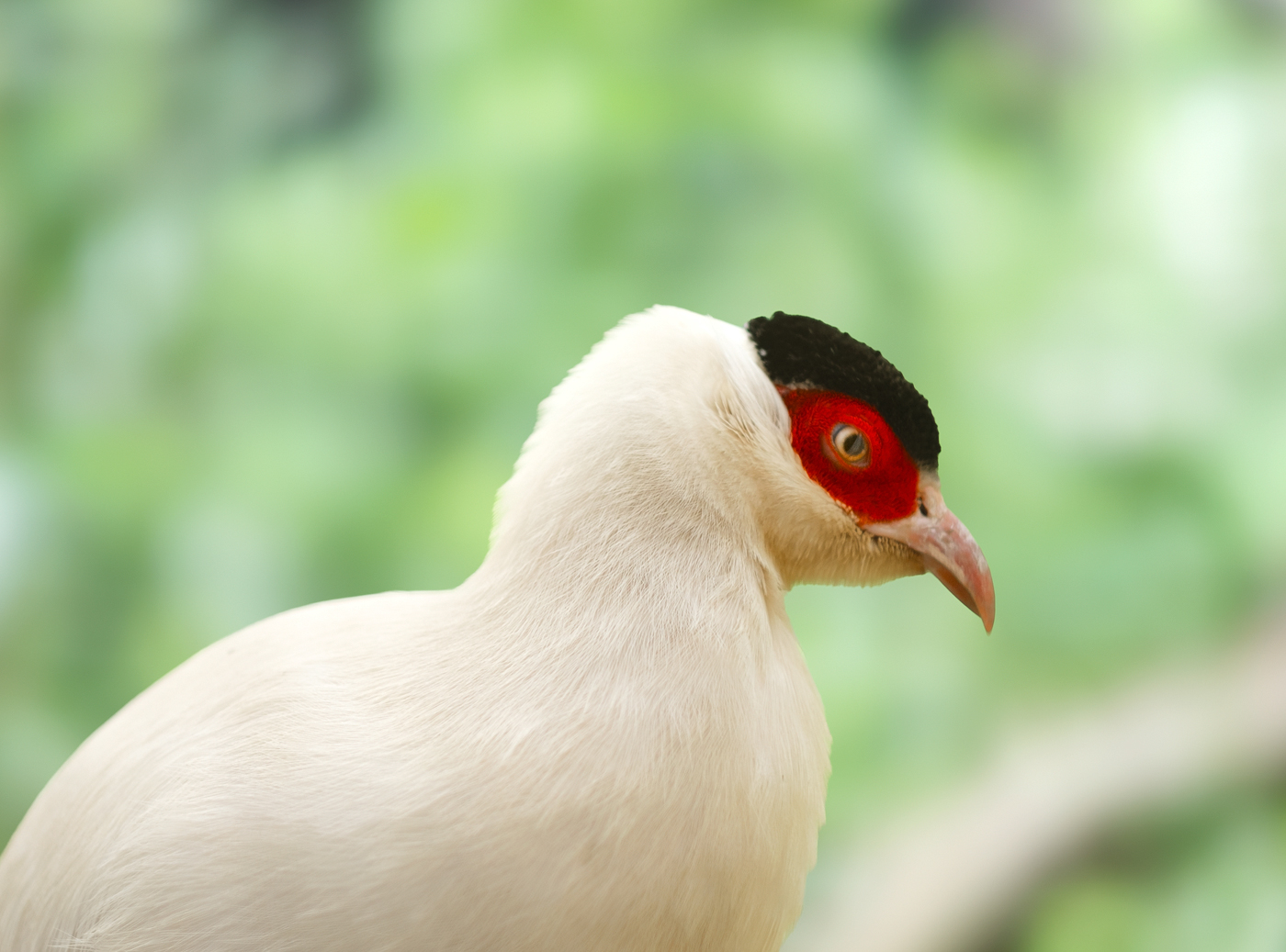 Ripley Waterfowl Conservancy. June 28,  2024