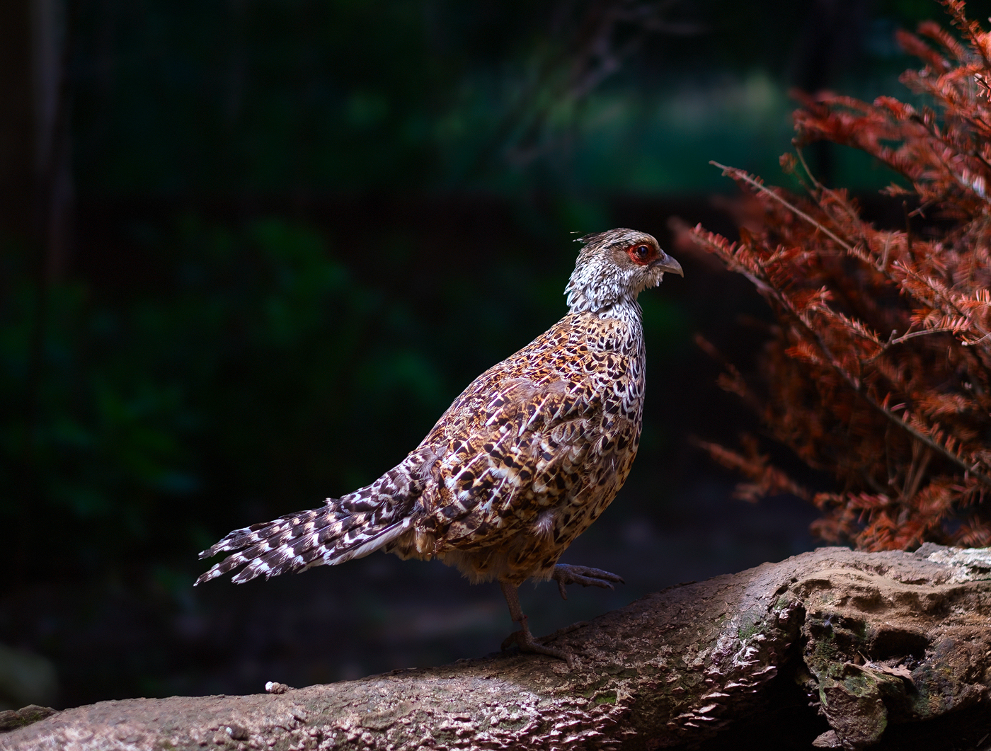 Ripley Waterfowl Conservancy. June 28,  2024