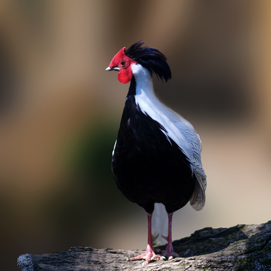 Ripley Waterfowl Conservancy. June 28,  2024