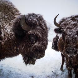 Buffalo
