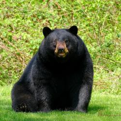 CornwallBears