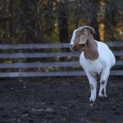 GoatsOfStaceyAndRichie
