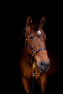 HighWatchHorses_June2_2022