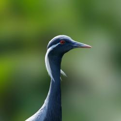 RipleyWaterfowl_July2022