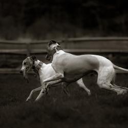 Whippets