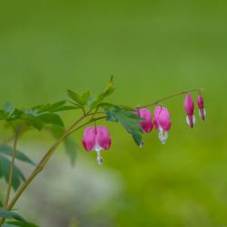 DebbyJonesGarden_May28_2024