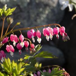 DebbyJonesGarden_May2_2021