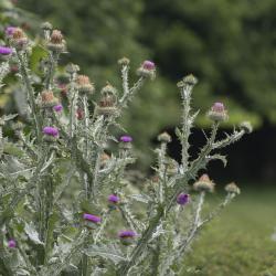 HollisterHouseGarden2