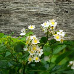 HollisterHouseGarden2025