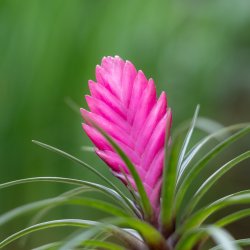 NormanCarolSchnallsGarden2018