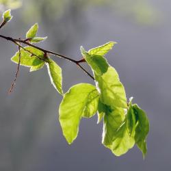 ColtsfootValley_July2022