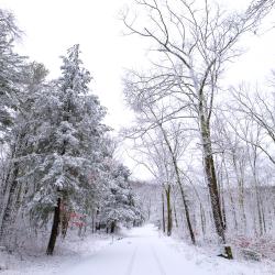 MohawkStateForest2024