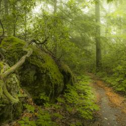 MohawkStateForestInFog