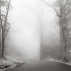 MohawkStateForestJuly15_2017