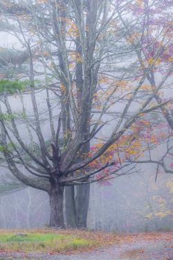 MohawkStateForest_Oct20_2020