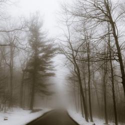 TreesInTheFog