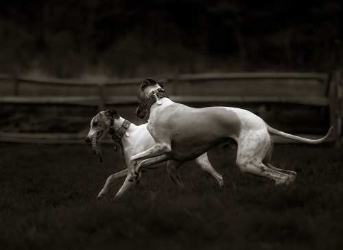 Whippets playing