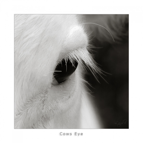Cow's eye