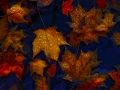 fallen_leaves2