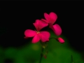 red_flower1